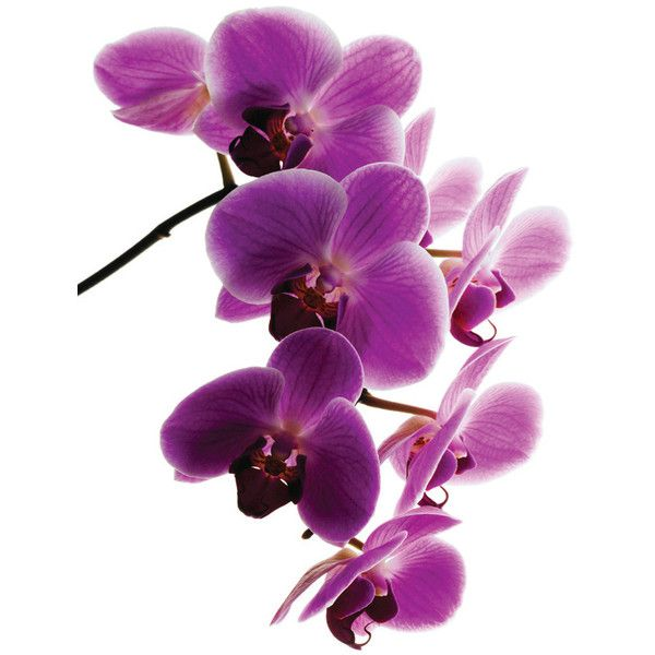 Орхидея фаленопсис фиолетовая
