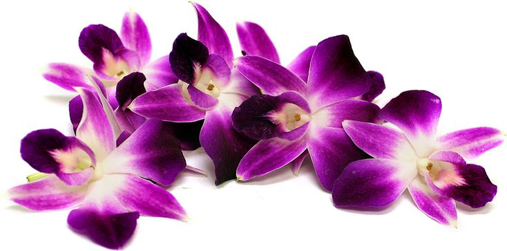 Орхидея на прозрачном фоне