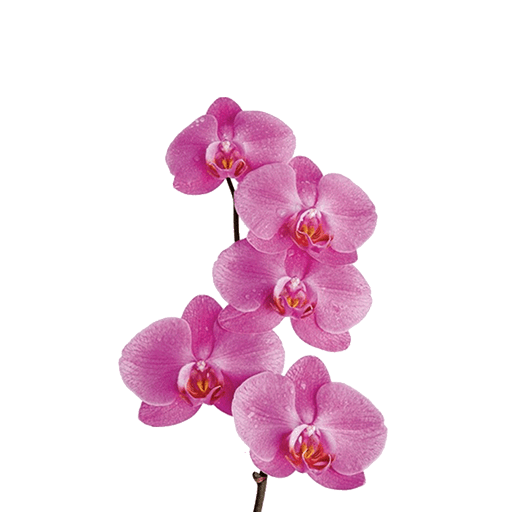 Mf376 Орхидея