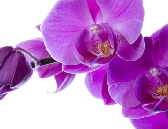 Purple Dust фаленопсис