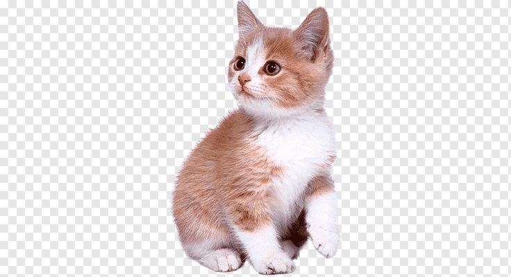 котик милый