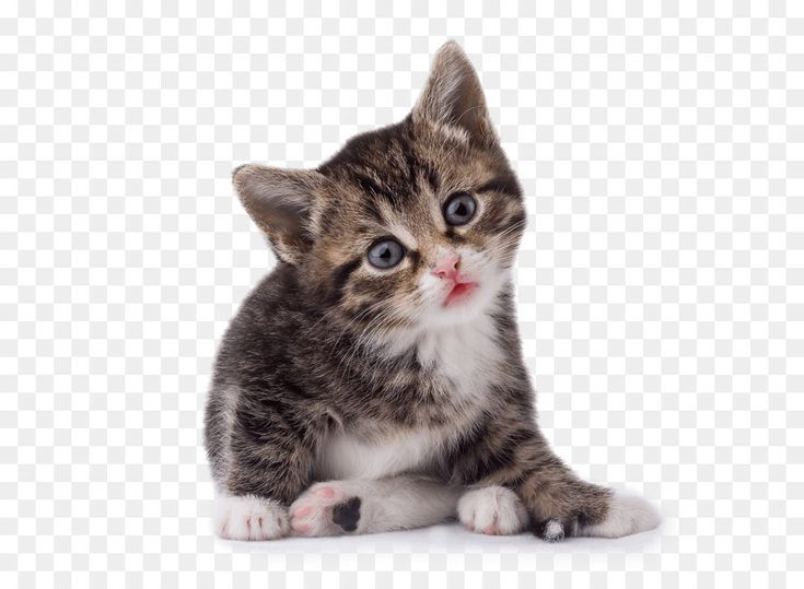 Кошка на белом фоне