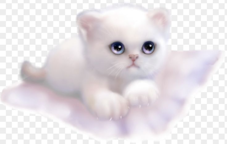 Котенок на прозрачном фоне