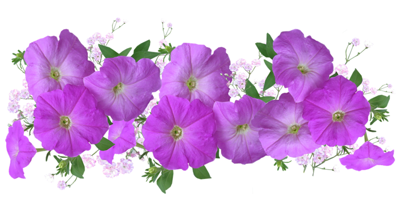 Петуния вектор