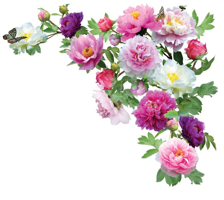 Цветы на прозрачном Фог