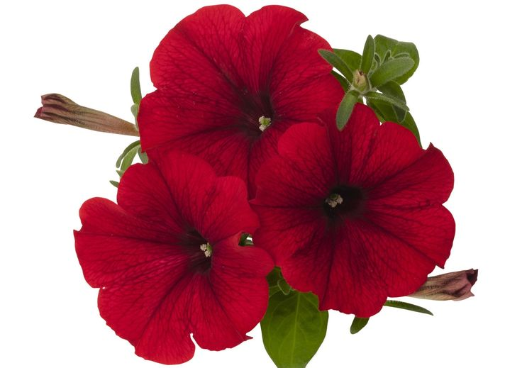 Петуния Sweetunia Red