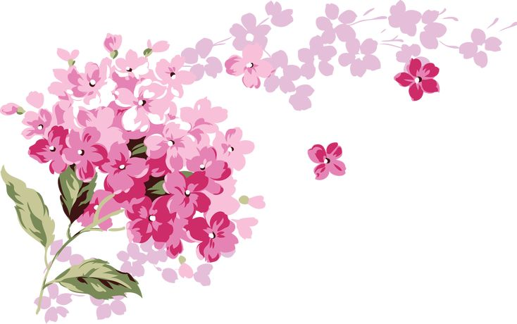 Цветы на прозрачном фоне