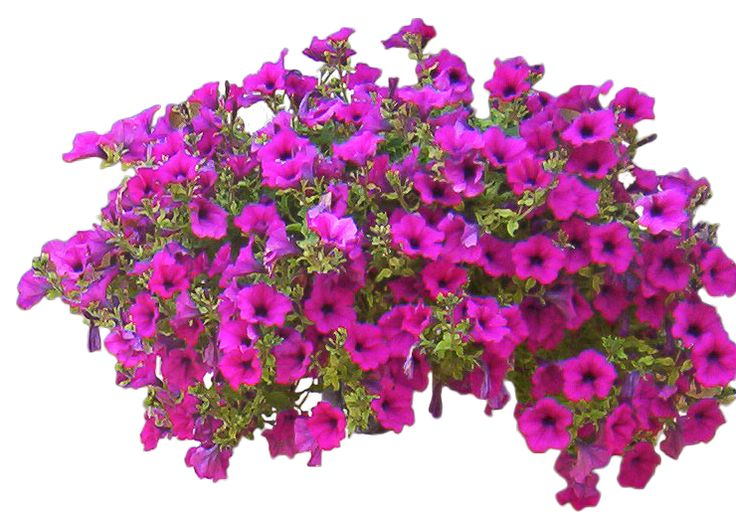 Петуния ампельная фиолетовая