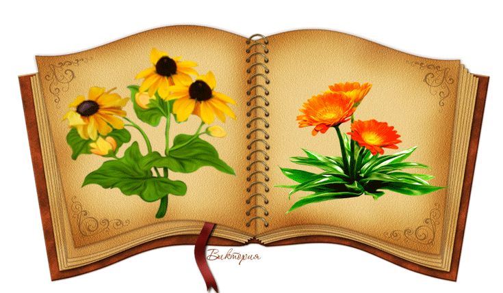 Раскрывающаяся книга анимация