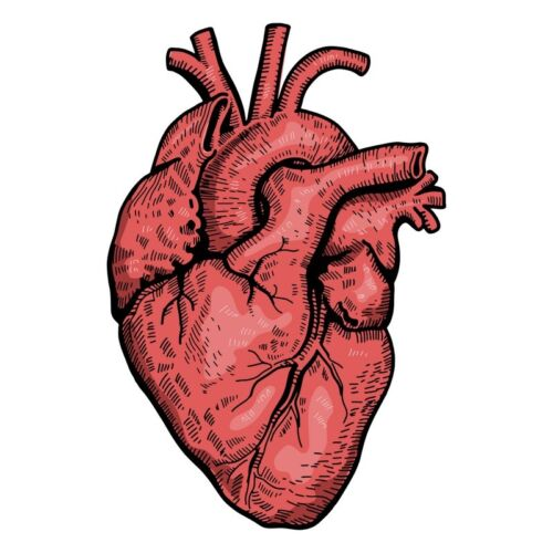 Сердце рисунок