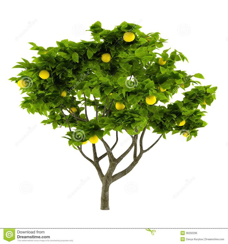 Лимонное дерево