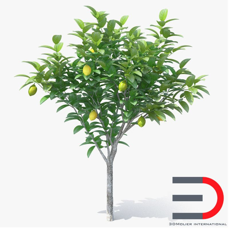 Лимонное дерево в горшке