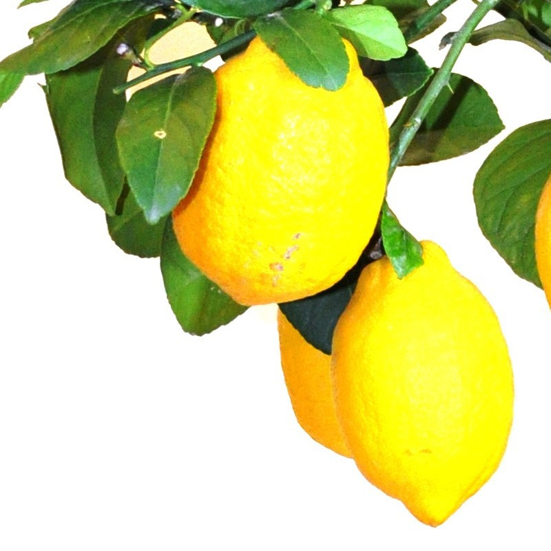 Ветка лимона