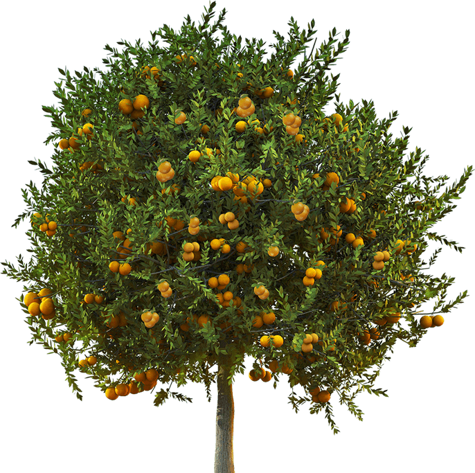 Апельсиновое дерево