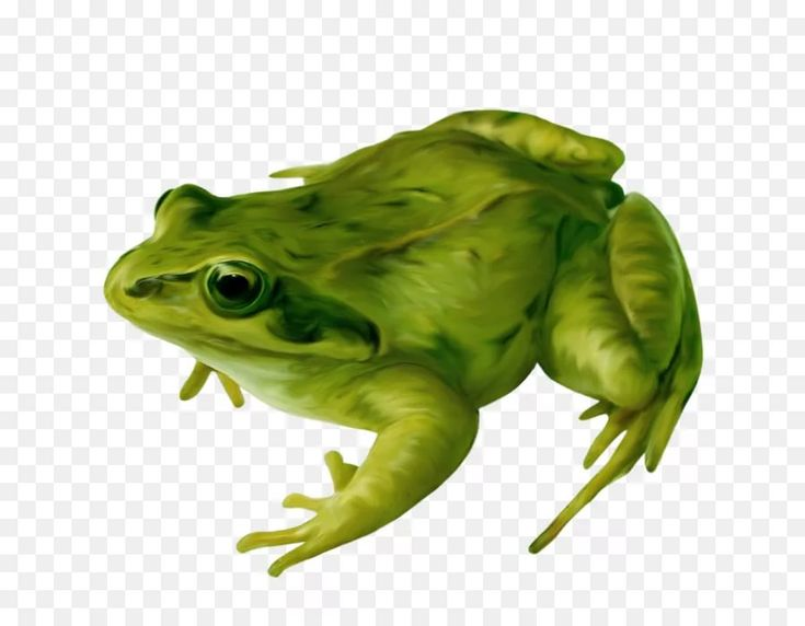 Лягушка на белом фоне