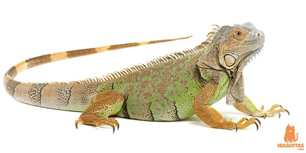 Ящерица на белом фоне