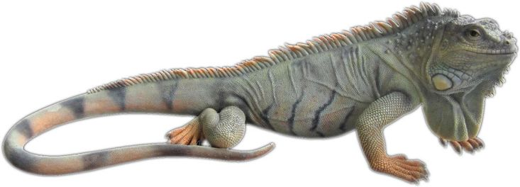 Варан игуана хамелеон