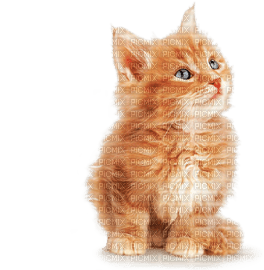 Кот пушистый рыжий