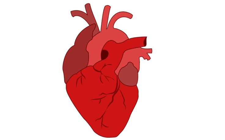 Сердце