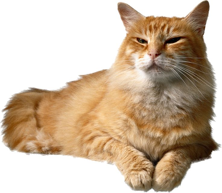 Коки на прозрачном фоне