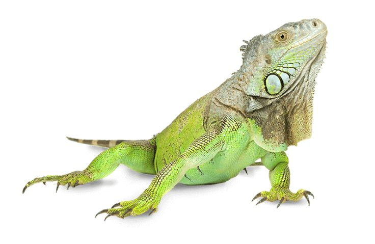 Варан геккон игуана