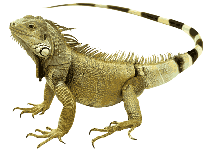 Ящерица на белом фоне