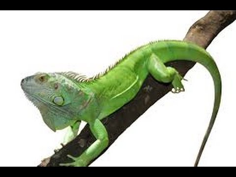 Полосатая фиджийская игуана