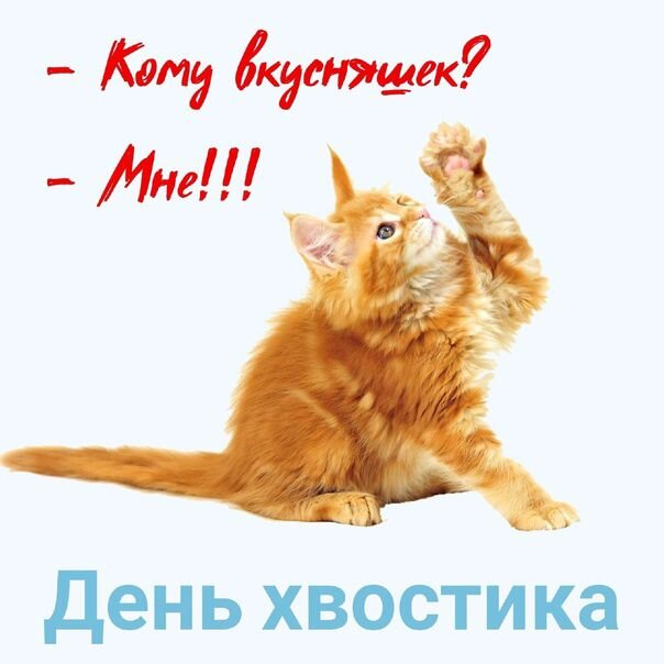 Котенок на прозрачном фоне