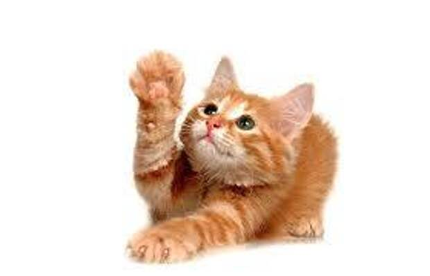 Рыжий котенок на белом фоне