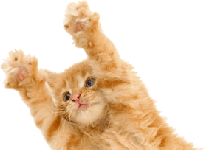 Кот прыгает