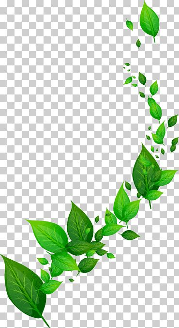 Листочки на белом фоне