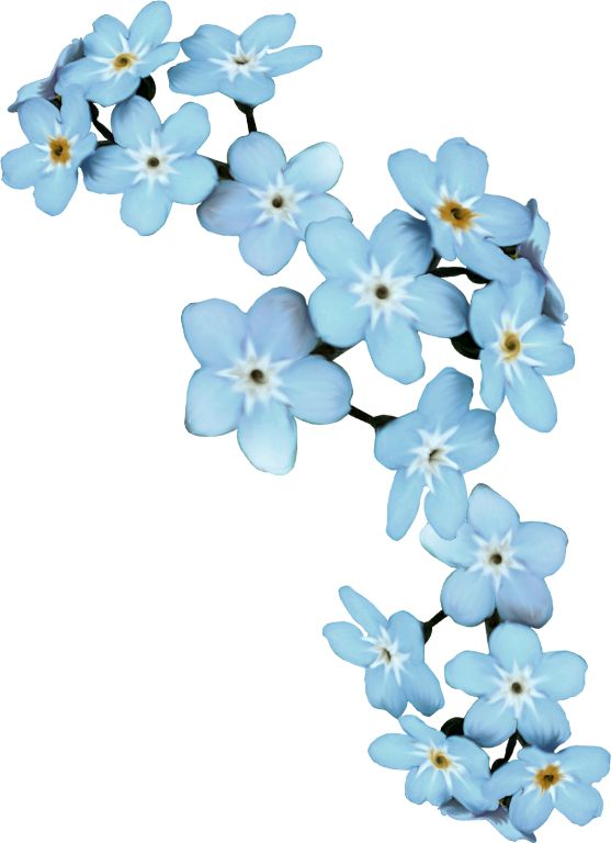 Цветочки на белом фоне