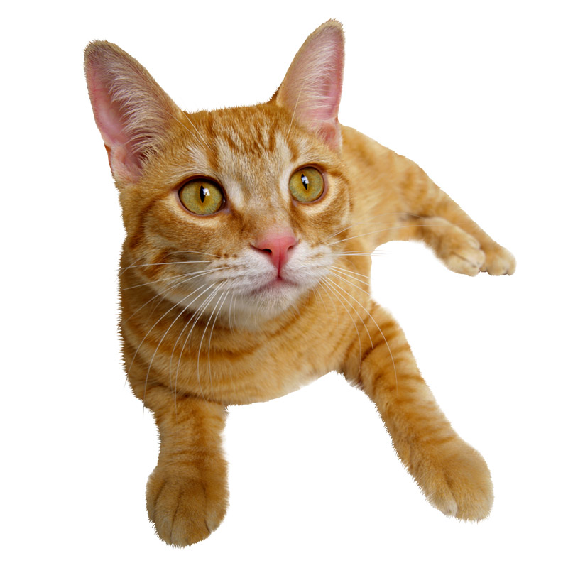 Фото кошки на белом фоне для фотошопа