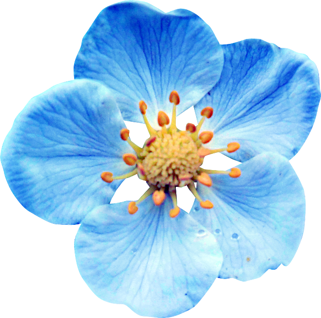 Голубые цветы