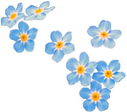 Цветы на прозрачном фоне