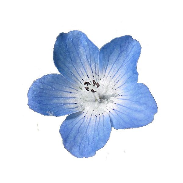 Голубые цветы на белом фоне