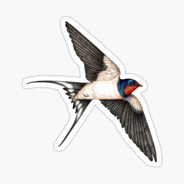 Перелетные птицы Ласточка для детей