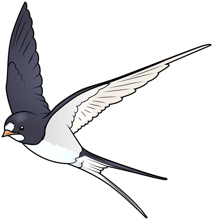 Перелетные птицы Ласточка для детей