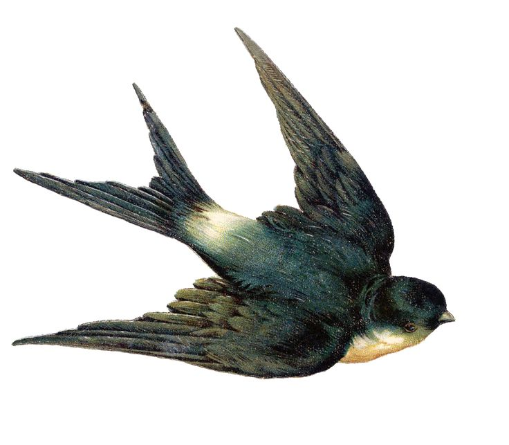 Ласточка для детей