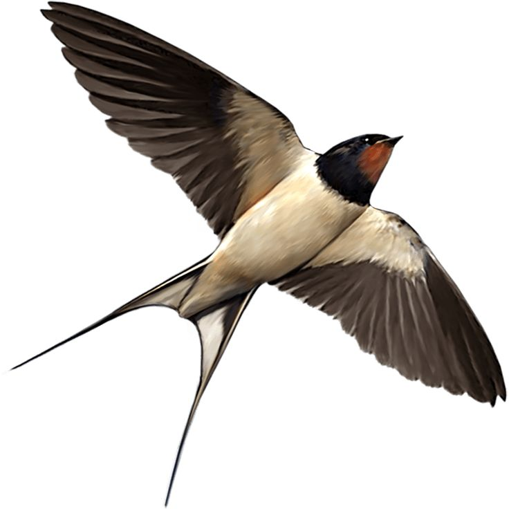Ласточка на прозрачном фоне
