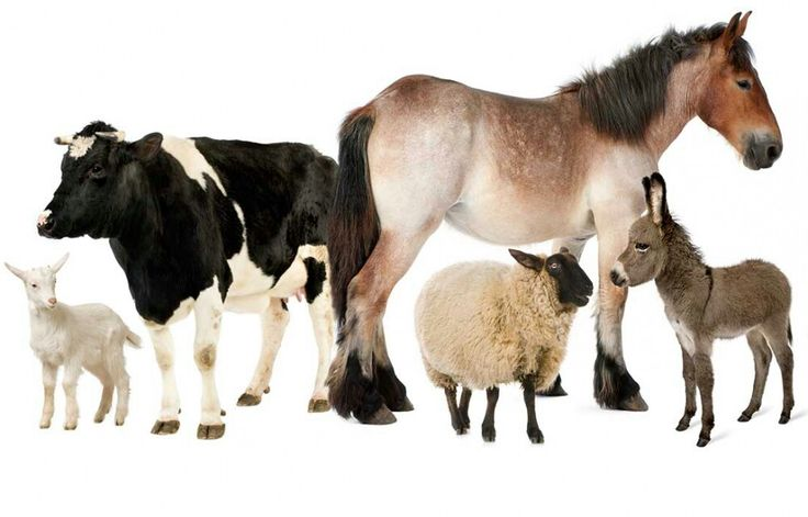 домашние животные для детей