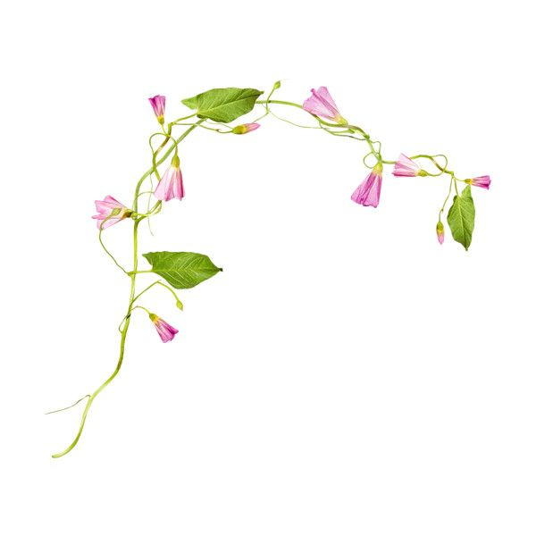 Растения без фона