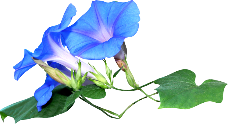 Ипомея колокольчиками