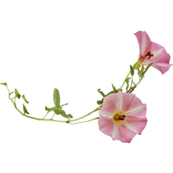 Вьюнок полевой лианы