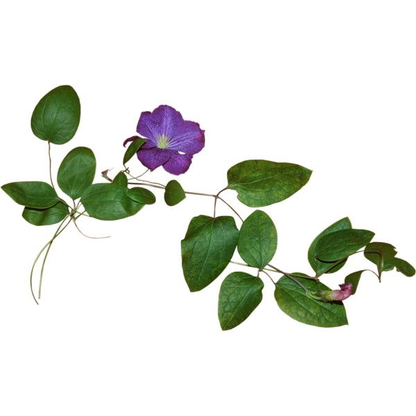 Вьюн растение