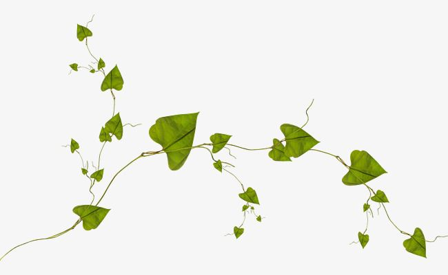 Плющ Вьюн цветы