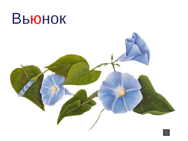 Вьюнок ипомея