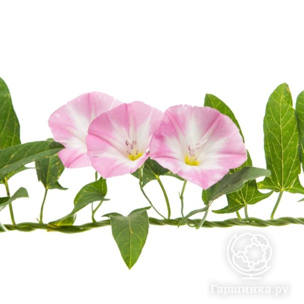 Вьюнок полевой в горшке