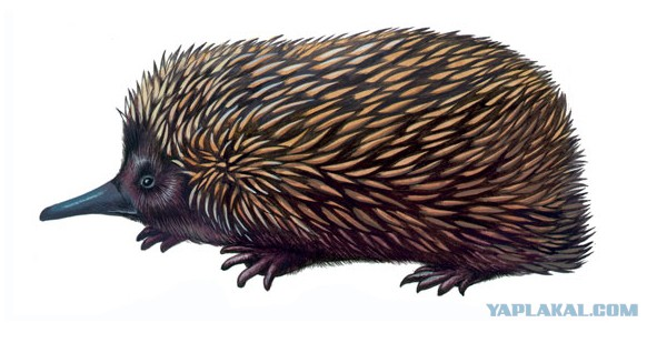 Ехидна на белом фоне