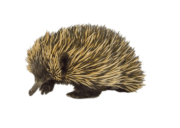Австралийская ехидна
